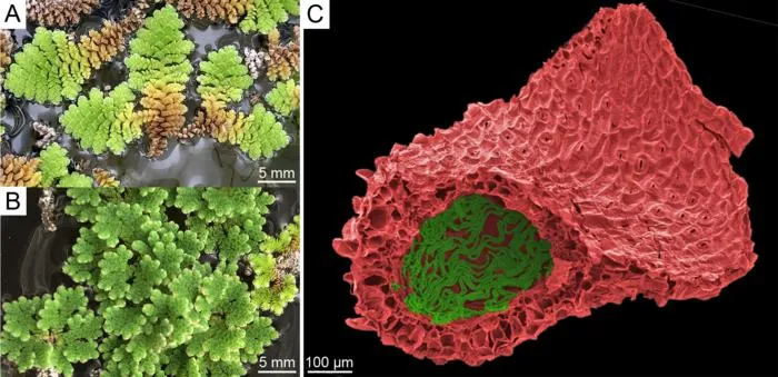 Zooming in on the Azolla leaf pocket.
