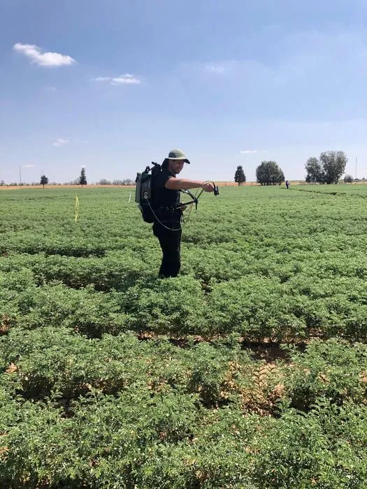 Chickpea Field 2