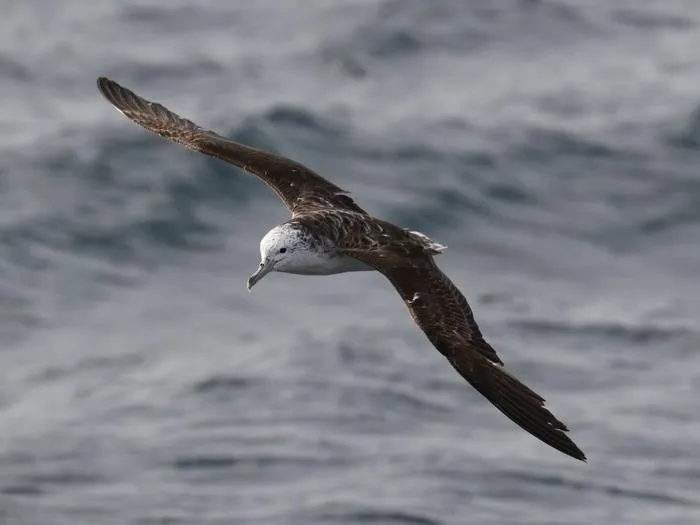 Shearwater flying
