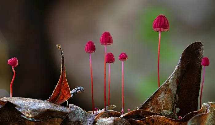 The beautiful Marasmius sp. photographed by Stephen Axford is just one of many fungi to be featured in the book ‘Planet Fungi: A Photographer’s Foray.’