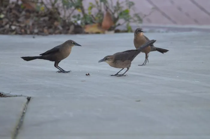 Three female great-tailed grackles