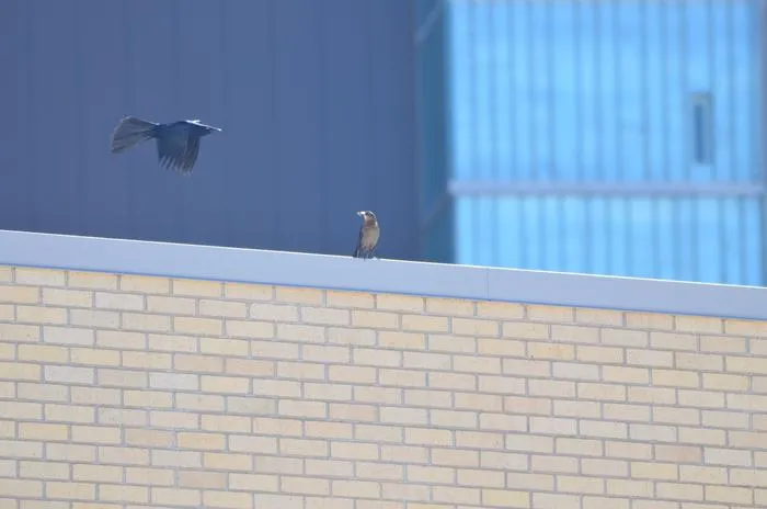 Male great-tailed grackle flying by