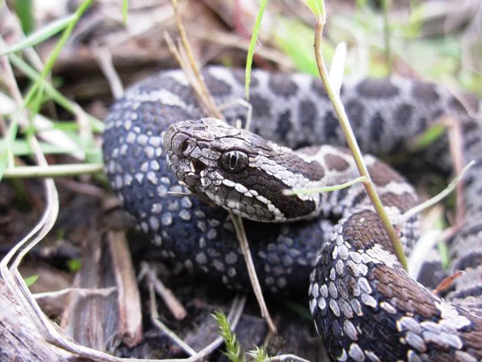 Eastern Massasauga