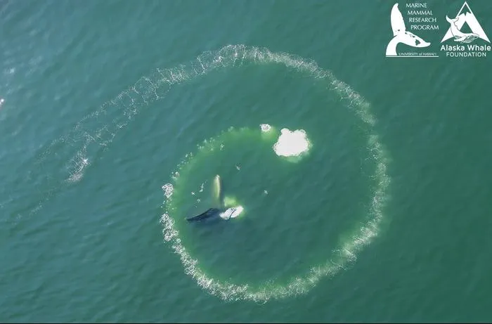 Humpback whale bubble-net feeding