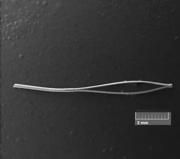 Scanning electron microscopy image
