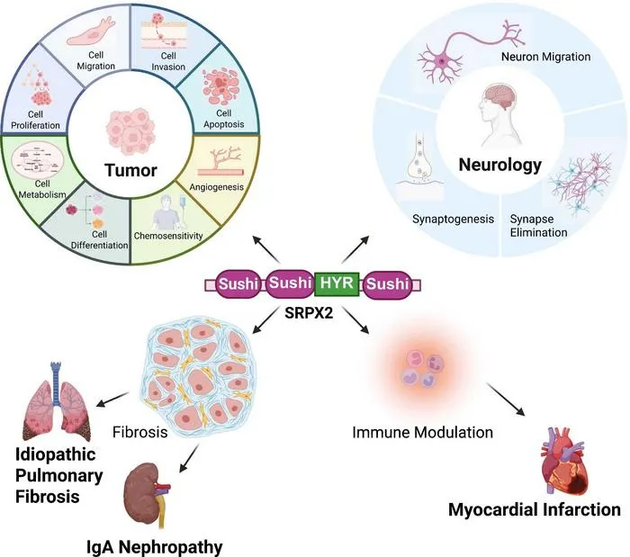 Fig. 2. Summary of the potential role of SRPX2 in diseases.
