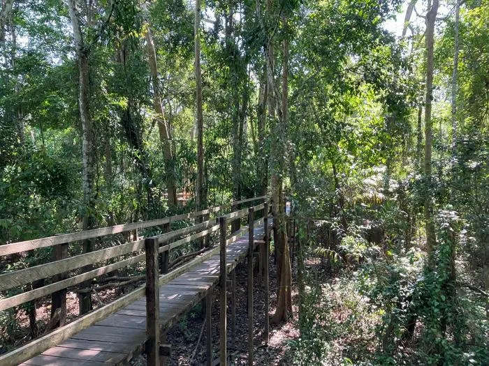 Amazon flooded rainforest near Manaus during the dry season. Photo by Irina Melnikova.