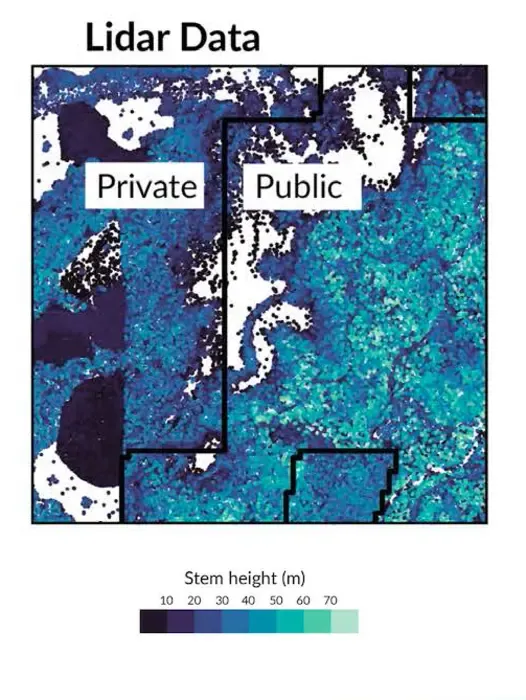 Lidar-derived maps of individual trees