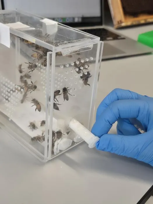 Rearing cage honeybees in the lab, credit Caroline Wood.