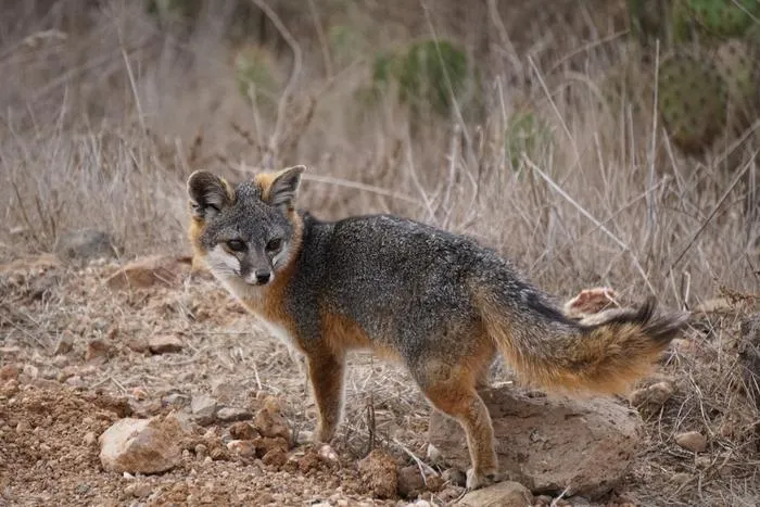 Increased brain size of the dwarf Channel Island fox (Urocyon littoralis) challenges “Island Syndrome” and suggests little evidence of domestication