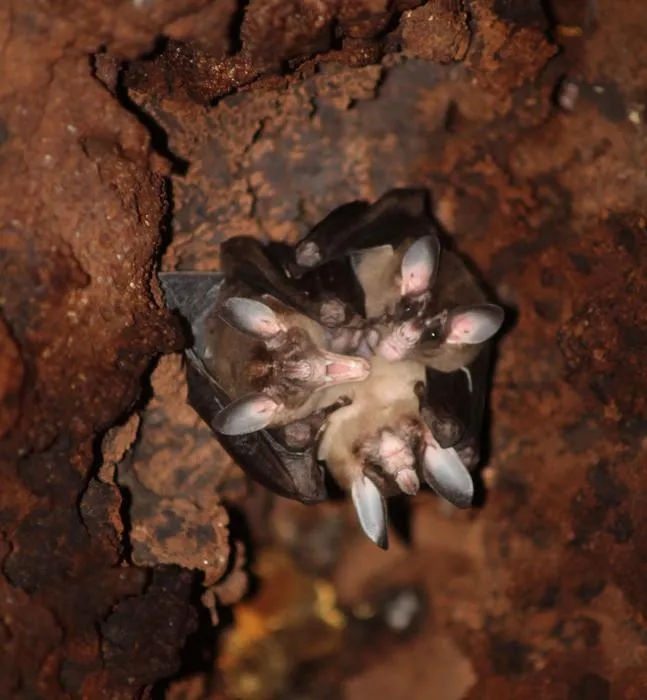 Cooperative behaviors and social interactions in the carnivorous bat Vampyrum spectrum