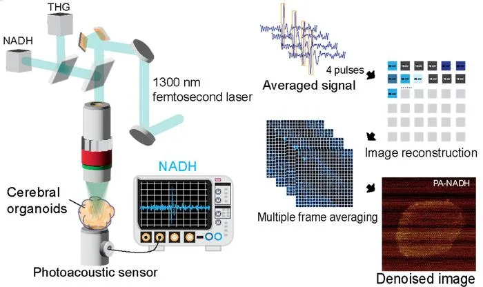 Figure 1.  Conceptual illustration of label-free, multiphoton photoacoustic microscope (LF-MP-PAM).