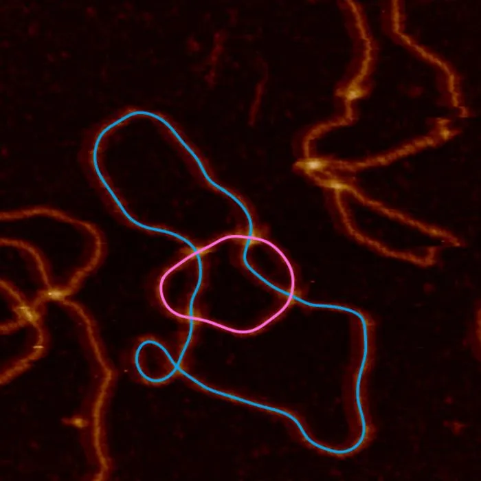 DNA Topology image 3