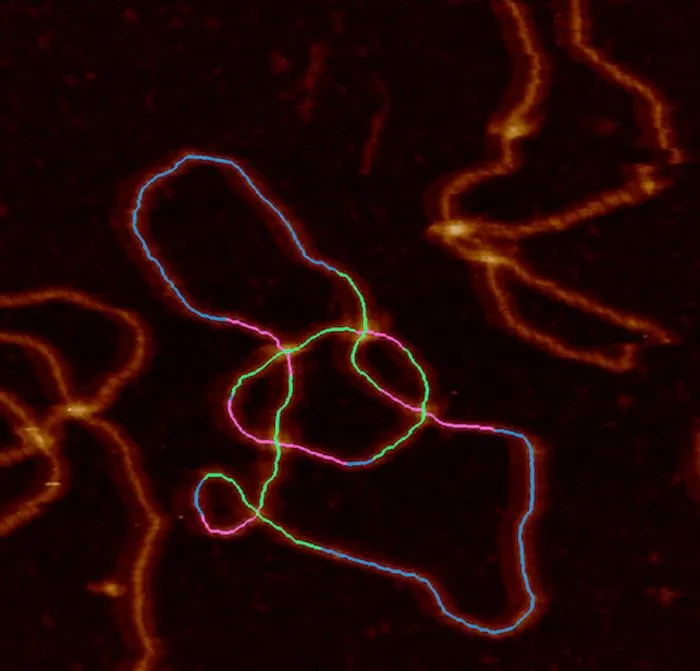 DNA Topology image 2