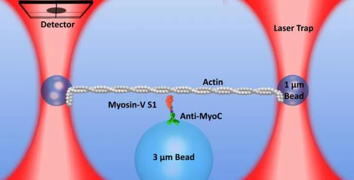Single molecule laser trap assay