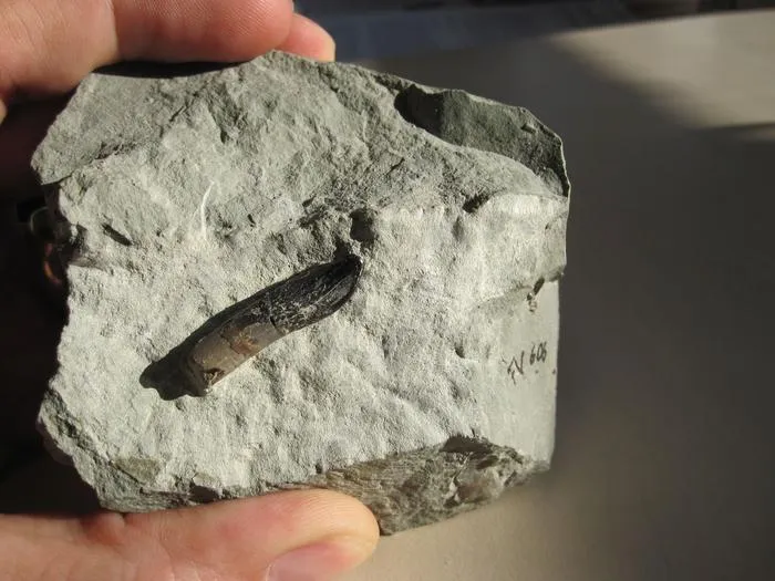 Tooth of a Europasaurus, a dinosaur similar to Diplodocus, in limestone, found in the Langenberg quarry in the Harz Mountains which was also analysed in the study.