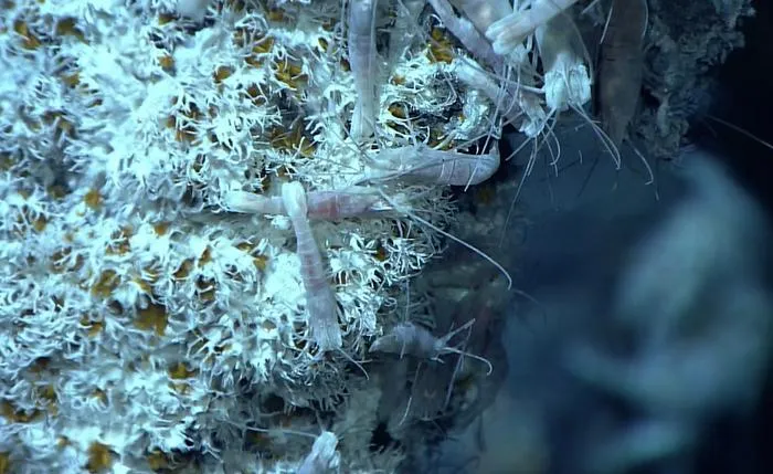 Deep sea worm fights ‘poison with poison’ to survive high arsenic and sulfide levels