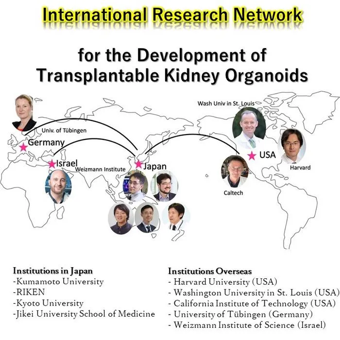International Research Network for the Development of Transplantable Kidney Organoids