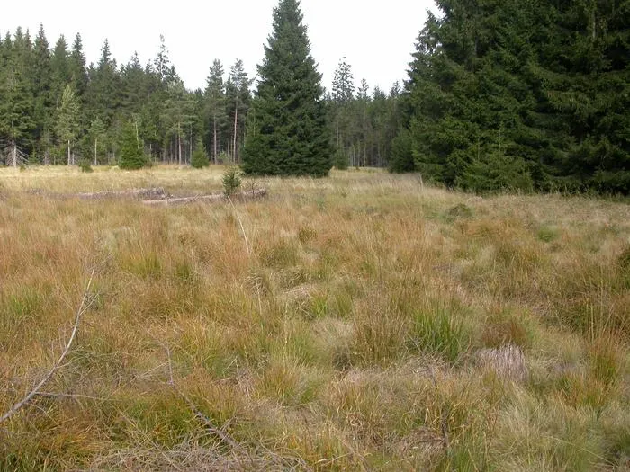 Fig. 1: Example of a habitat of MISO bacteria - Wetland soil (foto of a peat in Germany)