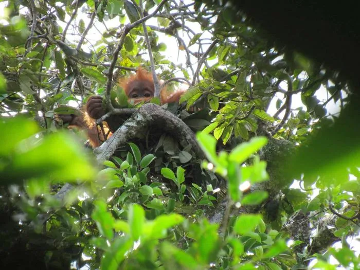 Immature Orangutan in a Nest
