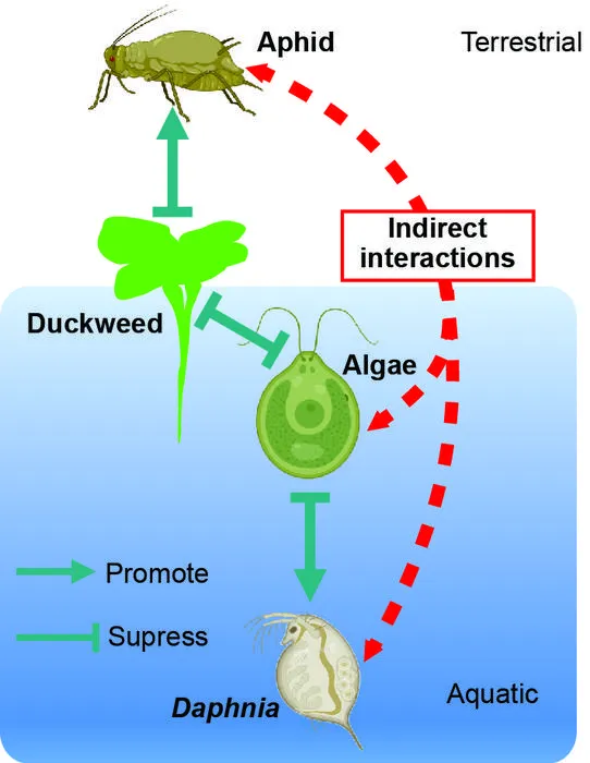 Organisms living in terrestrial and aquatic habitats can influence each other through indirect ecological interactions.