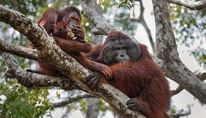 Orangutan2