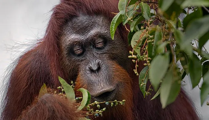 Bornean Orangutan
