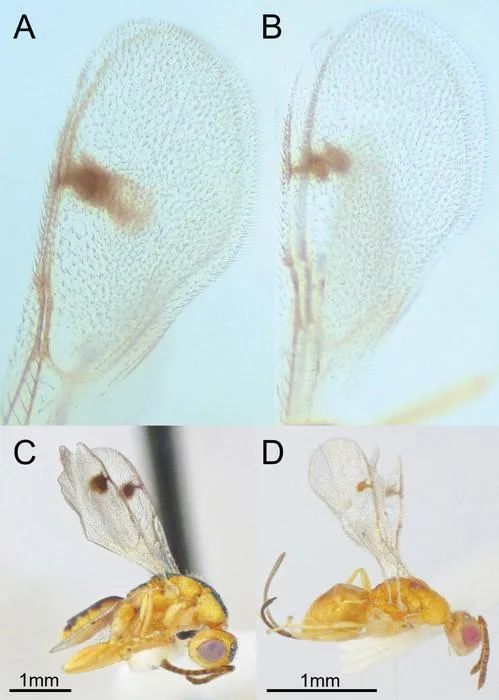 Two species of Bootanomyia dorsalis wasps