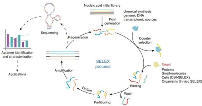 Schematic representation of SELEX process