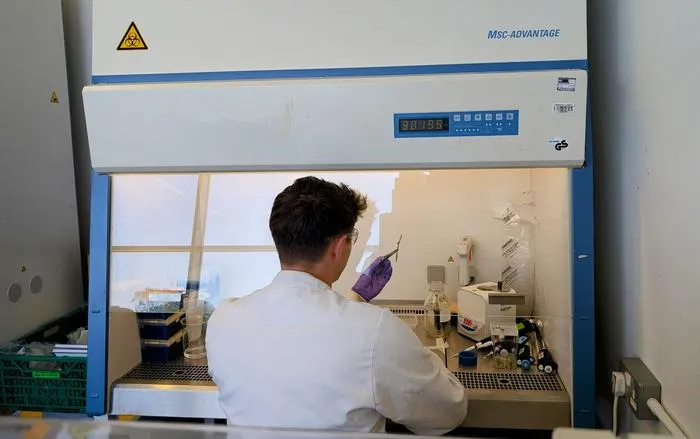 Working in sterile cabinet with raspberry canes