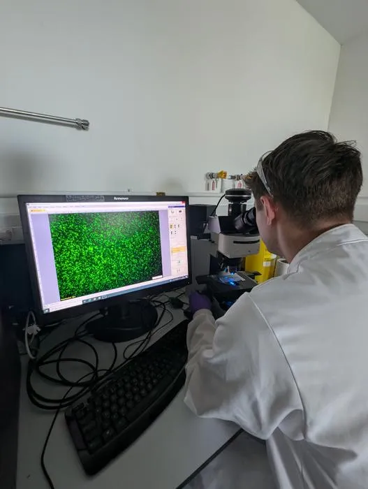 Viewing protoplast using fluorescent microscope