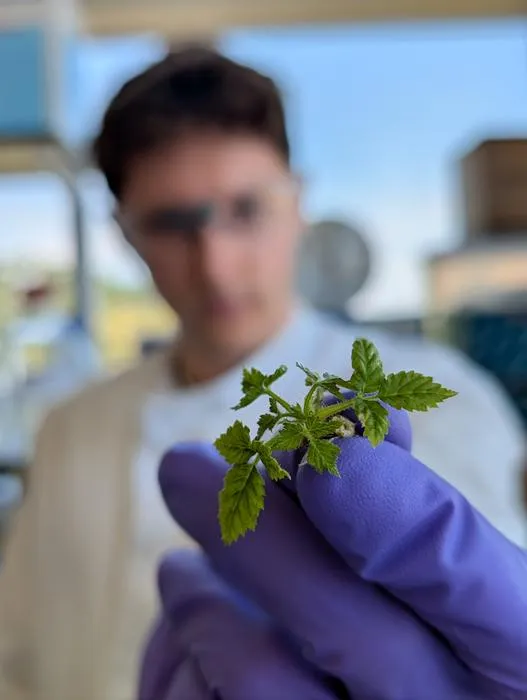 Raspberry plantlet used as protoplast