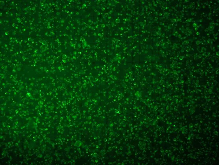 Protoplast stained with fluorescent viability stain