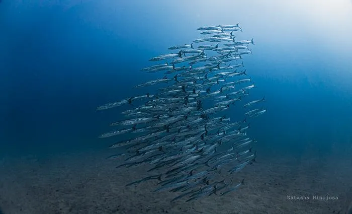 Fish school