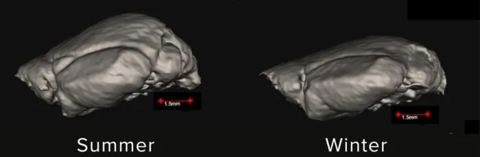Shrew brains in summer and winter