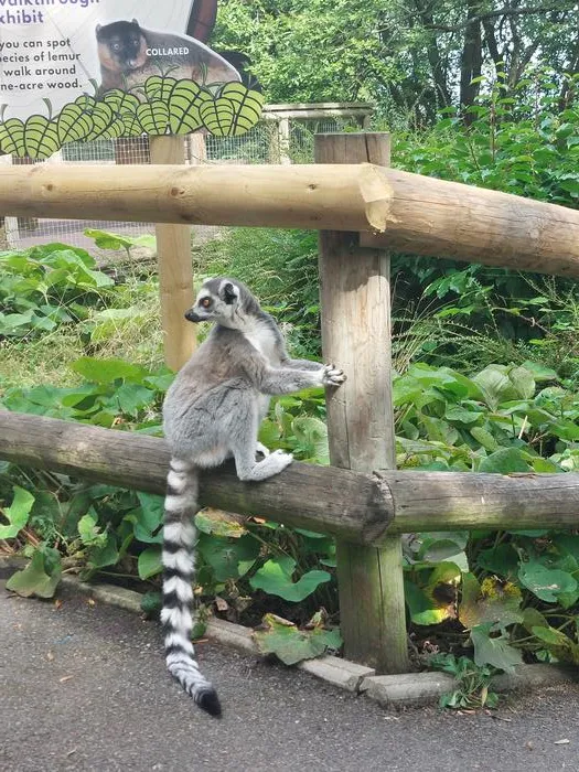 Lemur at Dudley Zoo