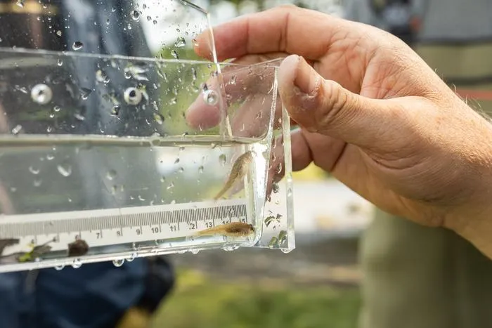 Monitoring the habitats of juvenile fish