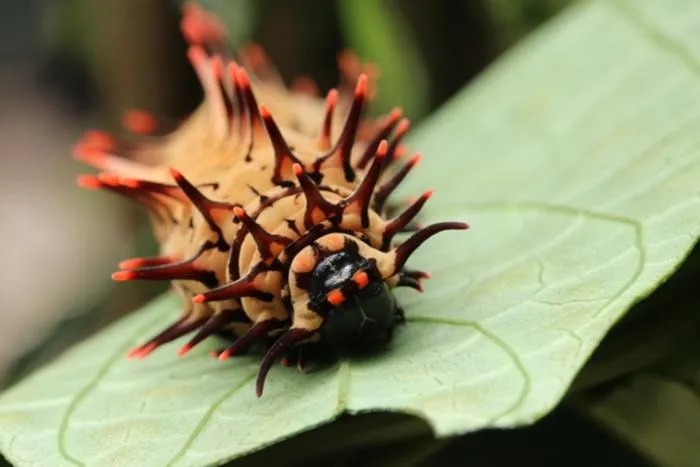 Caterpillar