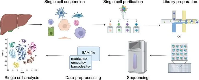 Workflow of single-cell RNA sequencing experiments