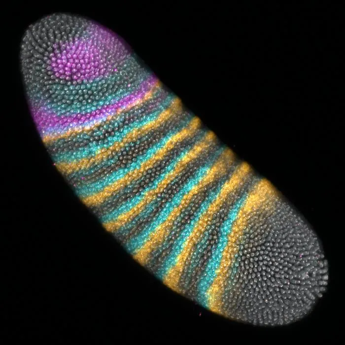 Gene expression in a Drosophila melanogaster embryo.