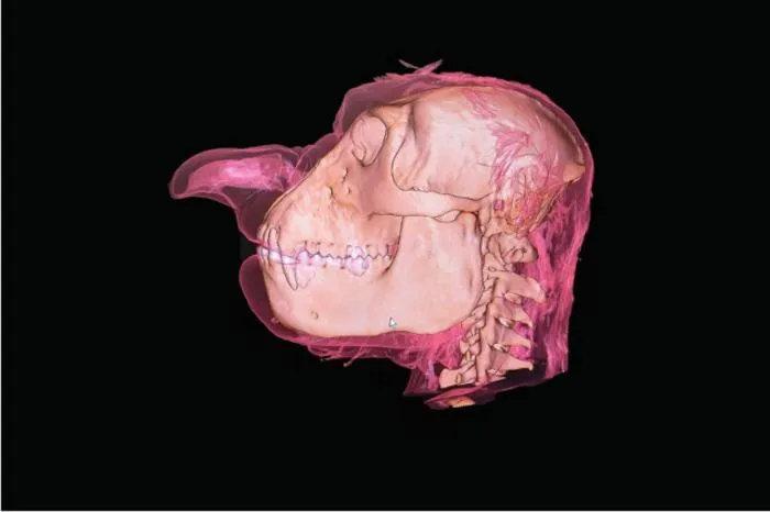 Fig. 2