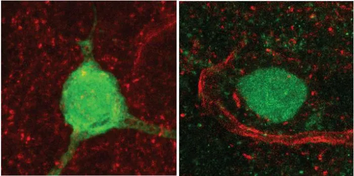 First evidence linking an autism-related mutation to reduced vasopressin and altered social behavior