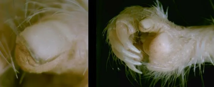 Kangaroo rat thumb nail
