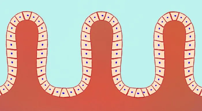 Intestinal surface cells