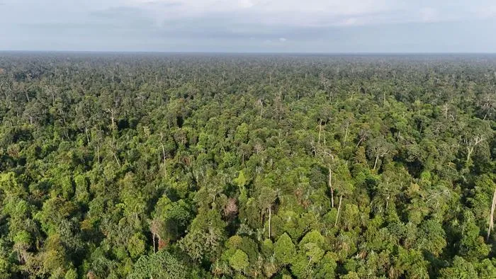 A well-preserved, natural peat swamp forest in Sumatra, Indonesia