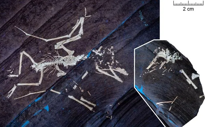 Lucky II: Another hatchling pterosaur with a similar injury