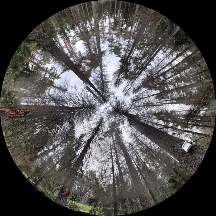 Synthetic hemispheric canopy image