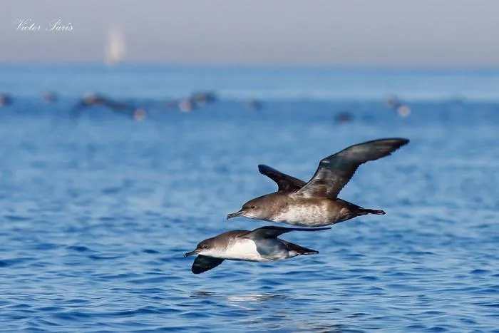 Hybridization between species has been crucial to the survival of Europe’s most threatened seabird