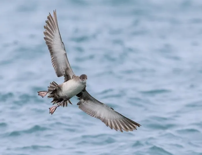 Hybridization between species has been crucial to the survival of Europe’s most threatened seabird