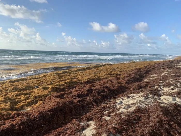 Extensive Sargassum